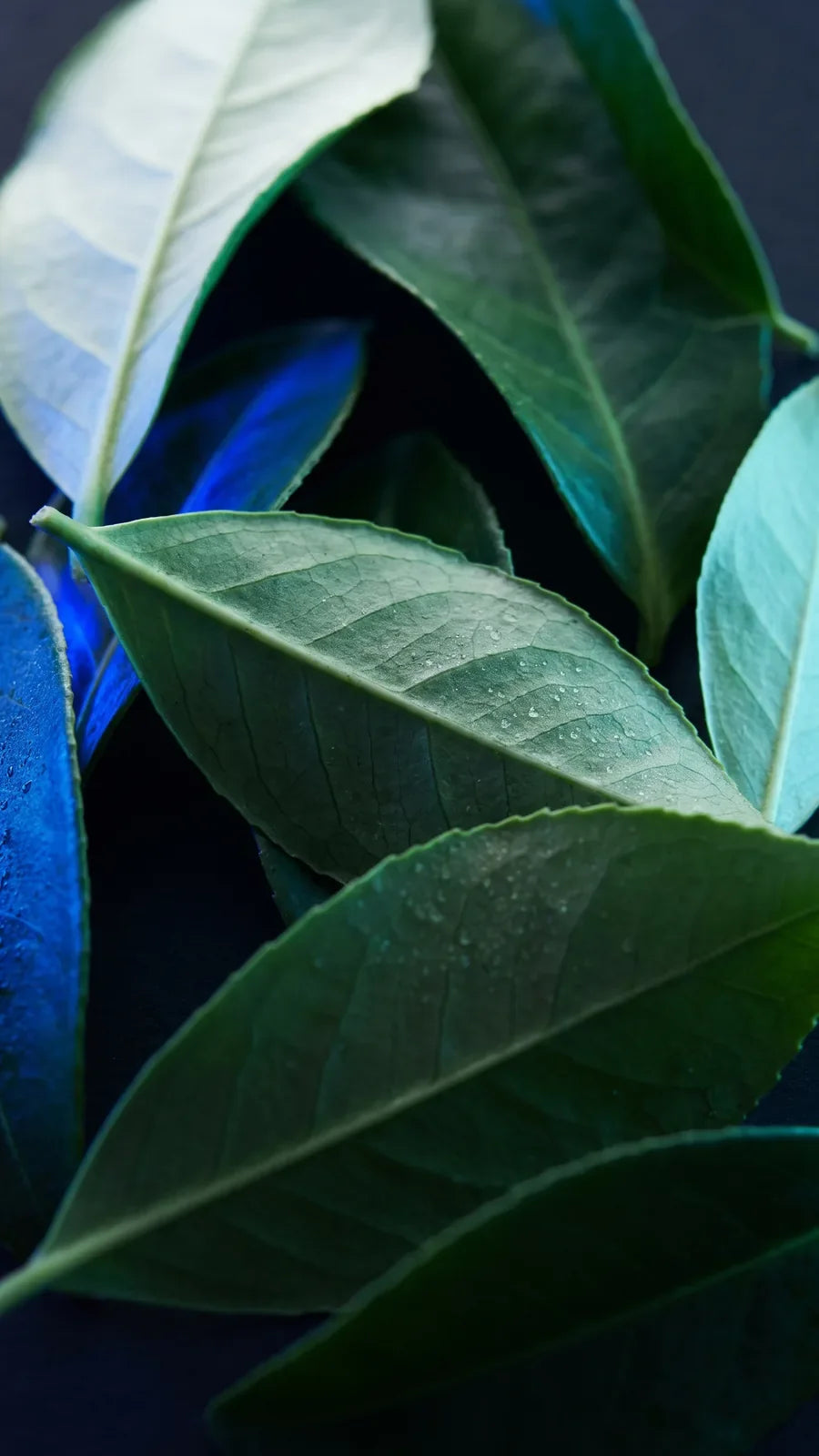 Macro of fresh green tea leaves with cold dew, lit blue